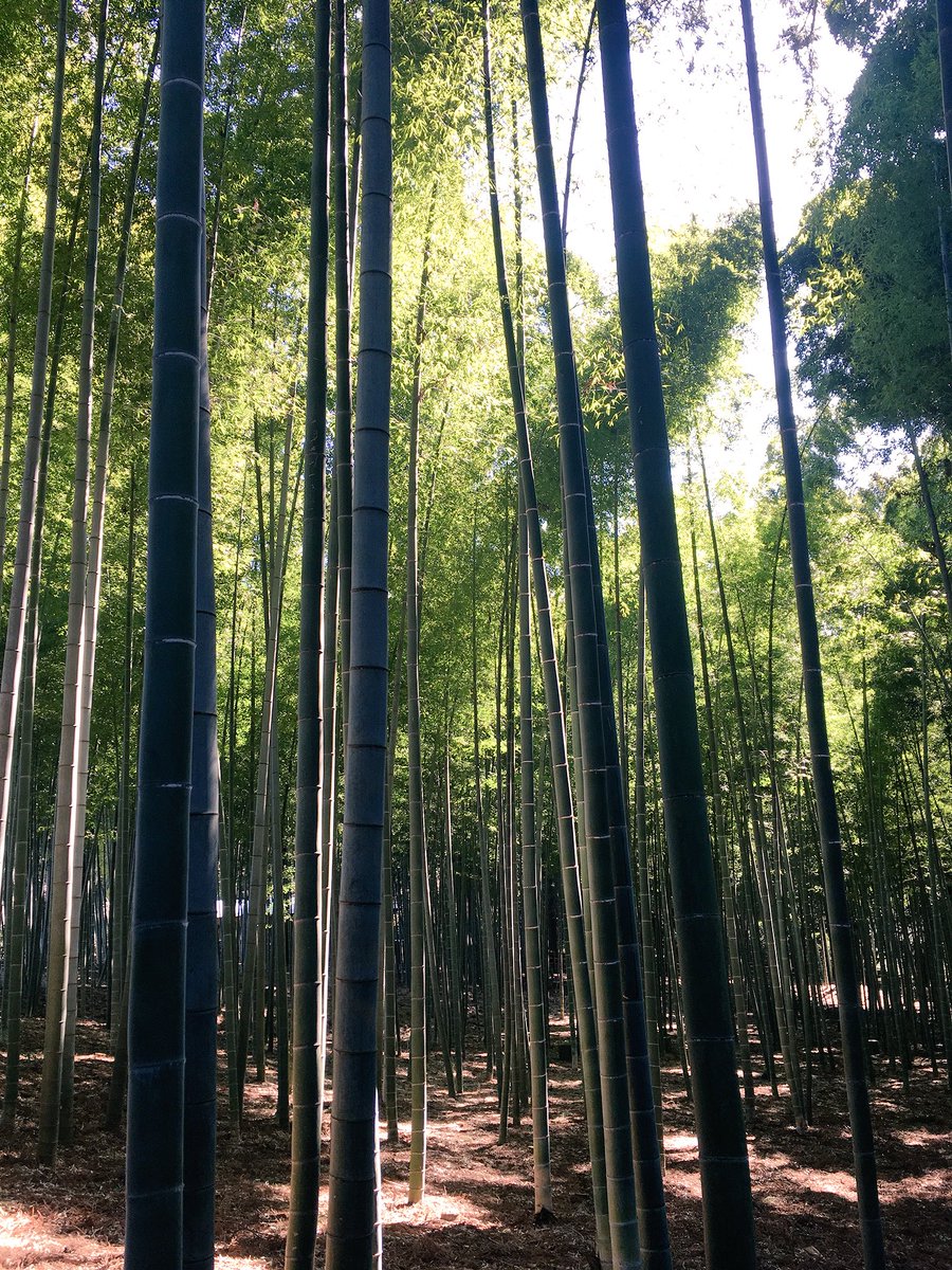 shrzreen's tweet photo. Colors in 日本 https://t.co/6tRs0IGFPY