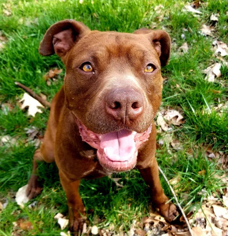 K9SpringFling's tweet photo. Happiness is a Pit Bull Smile! @southofthebully Rescue is joining us for Spring Fling this year! Learn more: https://t.co/fOKU8CxMVS

#k9springfling #unleashedspringfling #pittielove #dontbullymybreed #bigdogbigheart #adoptapitbull #adoptabull https://t.co/mNnXT96rv6