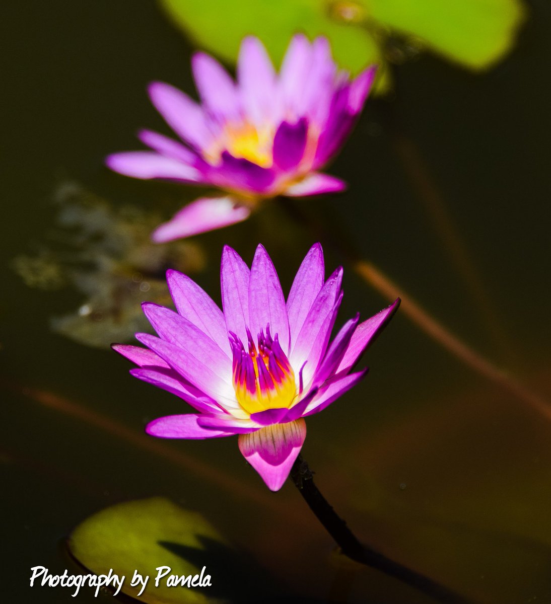 photos96743's tweet photo. Adding color to my world on this dark, cloudy, raining thunderstorm day! ππΊ
#photographybypamela808 #flowers #nature #flower #flowerphotography #waterlily #naturephotography #pinkflower #addingcolor #myworld https://t.co/ZkHJQ3fnLf