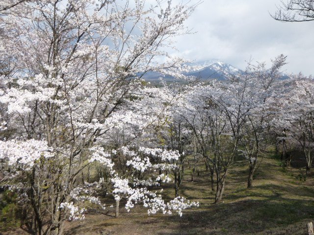 Hokutokanko's tweet photo. 【桜開花状況】谷戸城址公園の桜は満開
例年だと４月２０日位から満開となる谷戸城址公園の桜。
今年2018年はなんと２週間近くも早い満開となりました。。
谷戸城址公園の桜は週明けしばらくは満開が続きそうです❀
https://t.co/WiGTgto51o https://t.co/S3eoVBlOyb