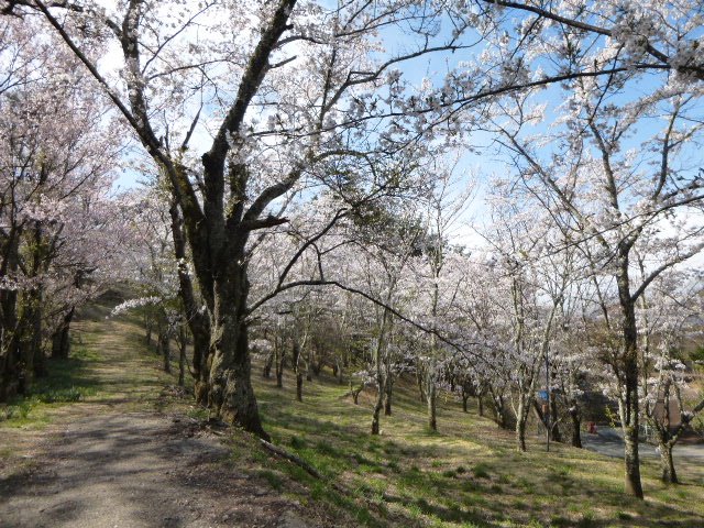 Hokutokanko's tweet photo. 【桜開花状況】谷戸城址公園の桜は満開
例年だと４月２０日位から満開となる谷戸城址公園の桜。
今年2018年はなんと２週間近くも早い満開となりました。。
谷戸城址公園の桜は週明けしばらくは満開が続きそうです❀
https://t.co/WiGTgto51o https://t.co/S3eoVBlOyb