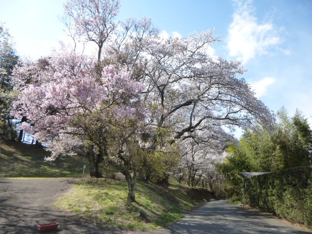 Hokutokanko's tweet photo. 【桜開花状況】谷戸城址公園の桜は満開
例年だと４月２０日位から満開となる谷戸城址公園の桜。
今年2018年はなんと２週間近くも早い満開となりました。。
谷戸城址公園の桜は週明けしばらくは満開が続きそうです❀
https://t.co/WiGTgto51o https://t.co/S3eoVBlOyb
