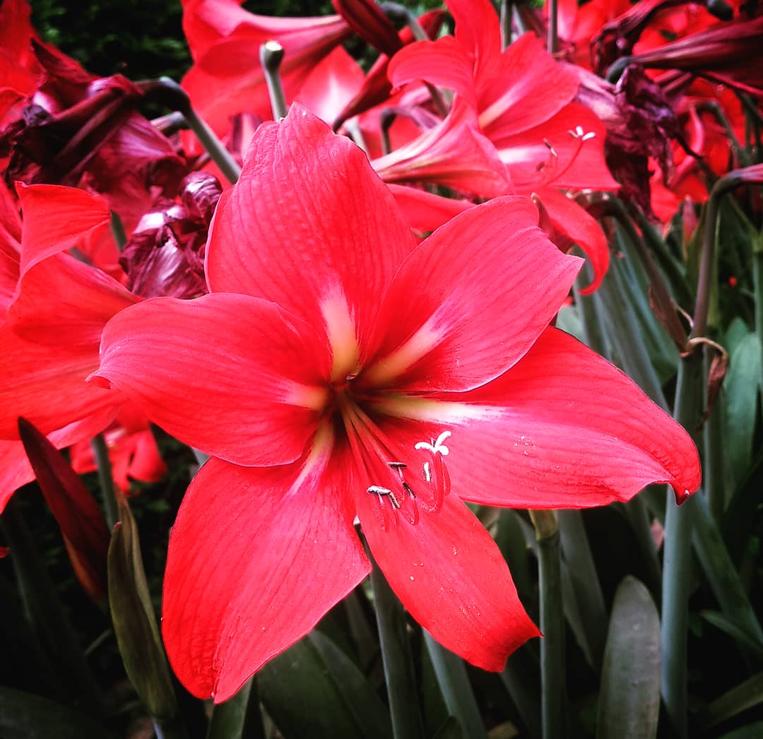 RY__Films's tweet photo. #ryphotography #ryclicks #ryfilms #nofilterneeded #nofilter #dslr #nofilters #photography #mobilephotography #mi #phono #phonography #miphoto #click #random #ramdompic #photooftheday #picoftheday #shot #flowers #photo #pic #wallpaper #videographer #rohityadav #rohityadavfilms https://t.co/V2I1sdn1FK