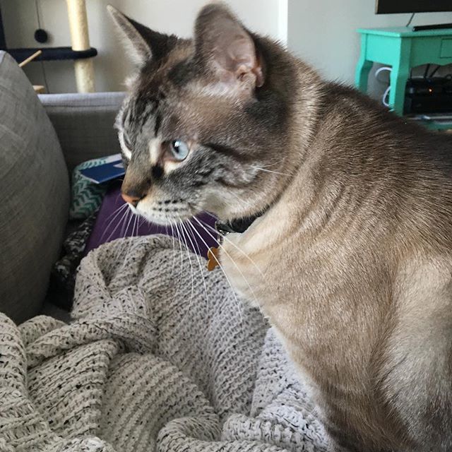 emmapants's tweet image. A certain Mr Man decided to be way photogenic today too. Not sure how he feels about the new addition to the family yet!

#tinycat #siamesecat #catsofinstagram ift.tt/2HhjMCk