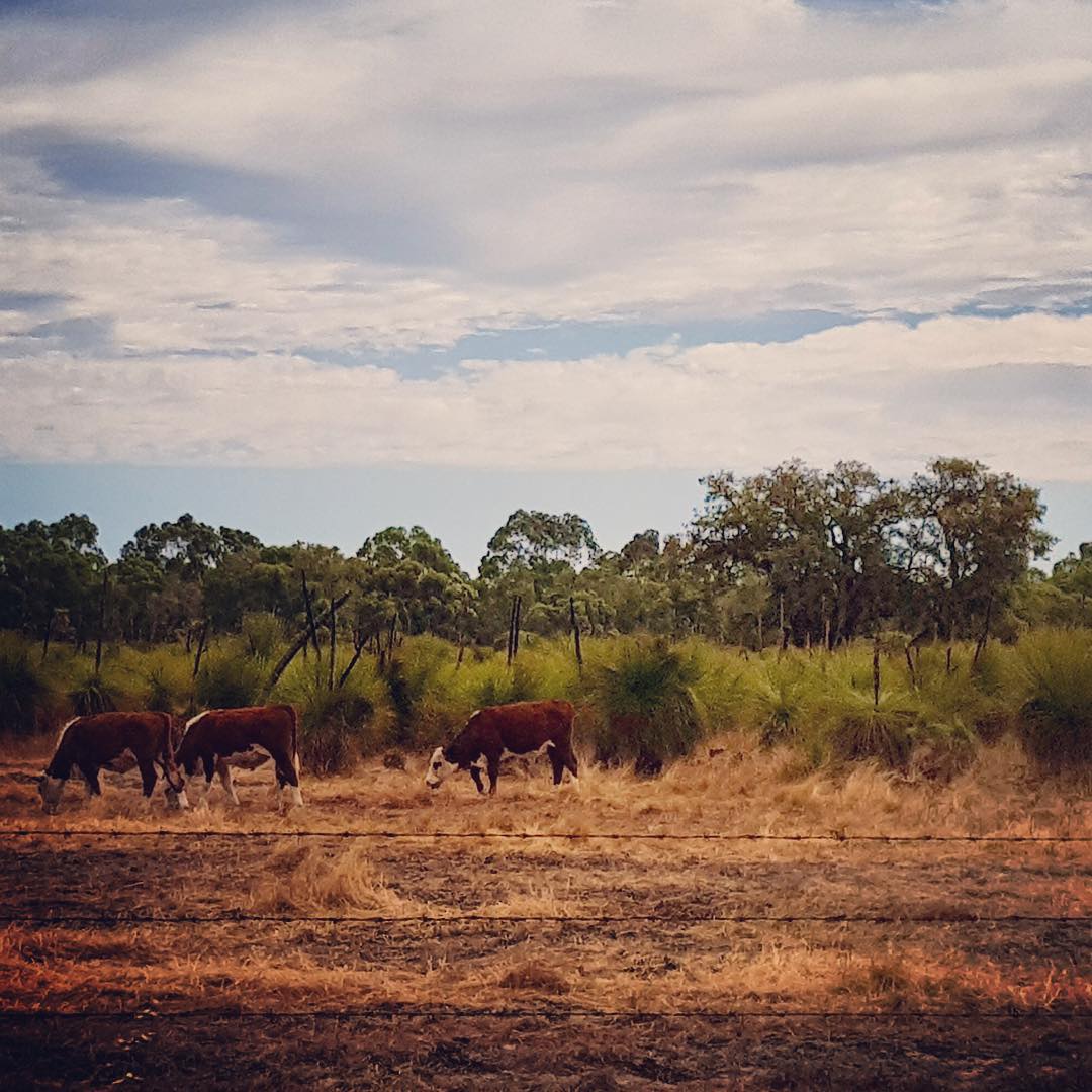 BiaraChews's tweet photo. Back in Biara country near #pinjarra. Much respect ✊🙏for farmers who look after remnant bush land so we can appreciate these grass trees as well as the cows 🐂 
#cows #australiannativeplants #australianbush #xanthorrhoea #grasstree https://t.co/iDw2bCafhZ