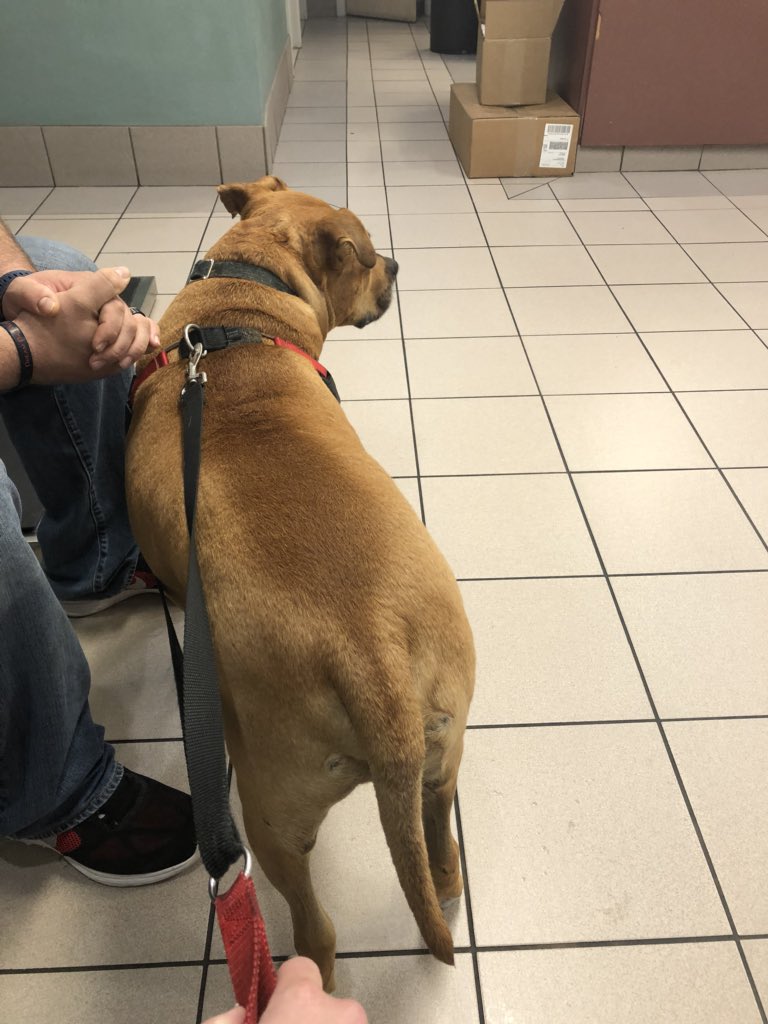 MelvinGordonIII's tweet photo. Bosses made me see the vet today and even though I was a little skeptical, I thoroughly enjoyed receiving a clean bill of health. #ihearcats #superinterestedintheothersideofthedoor https://t.co/3WkrbtILiz