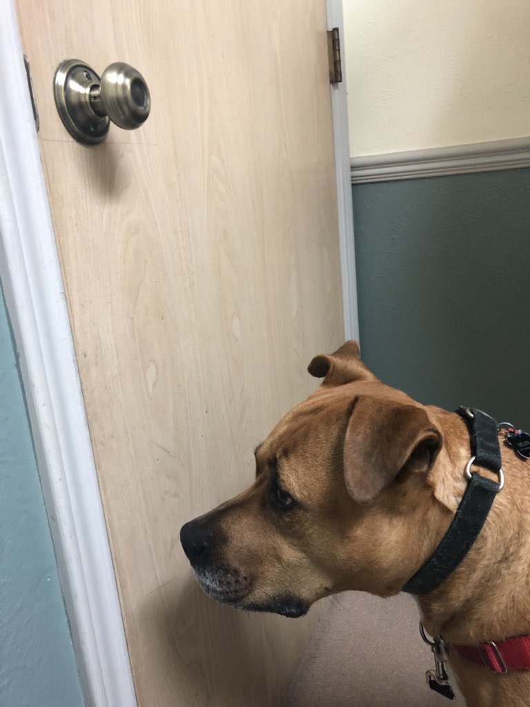 MelvinGordonIII's tweet photo. Bosses made me see the vet today and even though I was a little skeptical, I thoroughly enjoyed receiving a clean bill of health. #ihearcats #superinterestedintheothersideofthedoor https://t.co/3WkrbtILiz