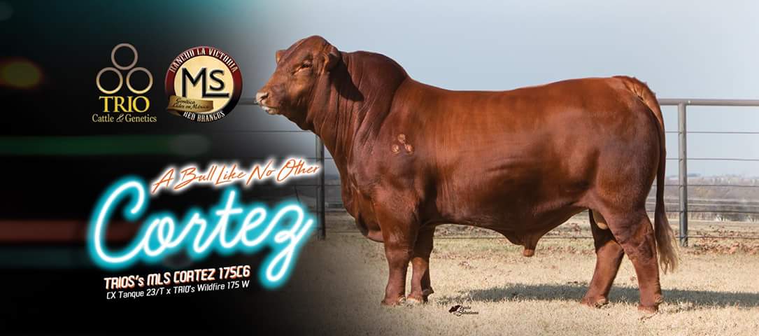 MLSLaVictoria's tweet photo. TRIO MLS Cortez 175 C6
Participa en la adquisicion mas exclusiva de Semen Brangus Rojo
mediante " The Posse"
informes: cortezredbrangus@gmail.com https://t.co/p1pGWEvaxD