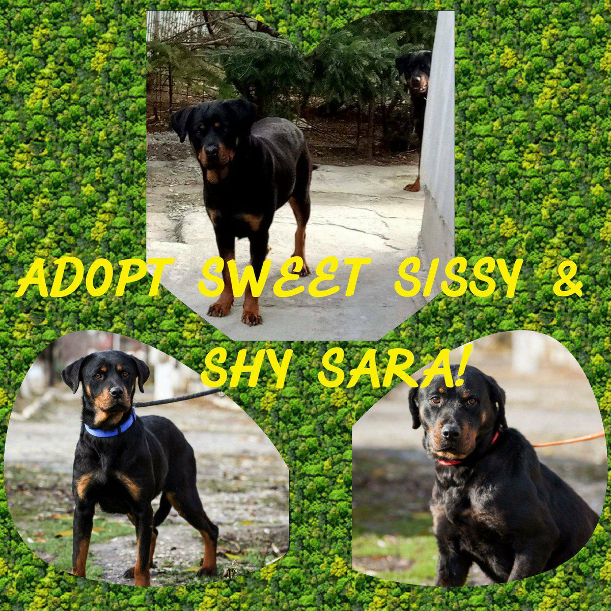 HelpPoorRotties's tweet photo. #DeathRowDogs #AnimalWelfare #Help
SISSY &amp; SARA are inseparable #Rottweiler mixes (female, 2-3), urgently in need of a responsible family in Europe or #sponsors.
https://t.co/HUbXdk3TWf
All information on #facebook or ask Elena Cozma-Tarola by email: adopt@rrr.dog #Adoption #RRR https://t.co/EtK2CkPIqb