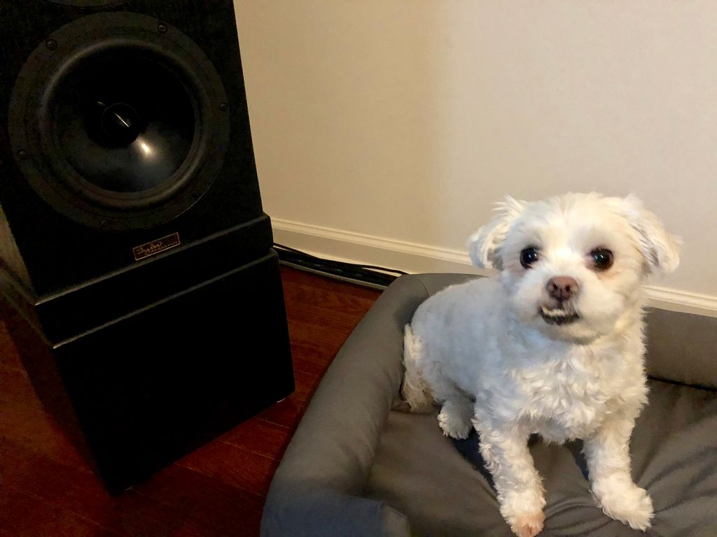 MannyAmalgam's tweet photo. A pair of loud woofers #proaudio #audio #audiophile #studio #makemusic #musicproduction #mastering #gearslutz #dogs #puppy #woof #speakers https://t.co/FRLOPfgq8l