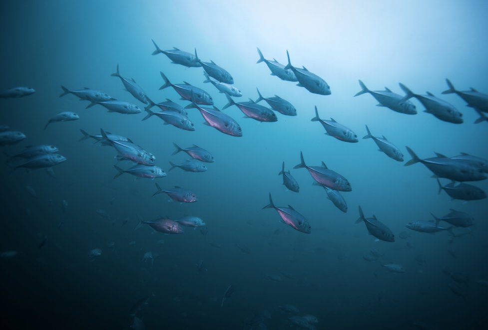 impakterdotcom's tweet photo. Our Oceans: A Call to Protect our Planet’s Beating Blue Heart by @steventrent, Executive Dir. @ejfoundation - https://t.co/x19aa6AGDe #Oceans #SDGs #wildlife #SDG13 #SDG14 #climatechange #sustainable https://t.co/IIAn7KIaZh