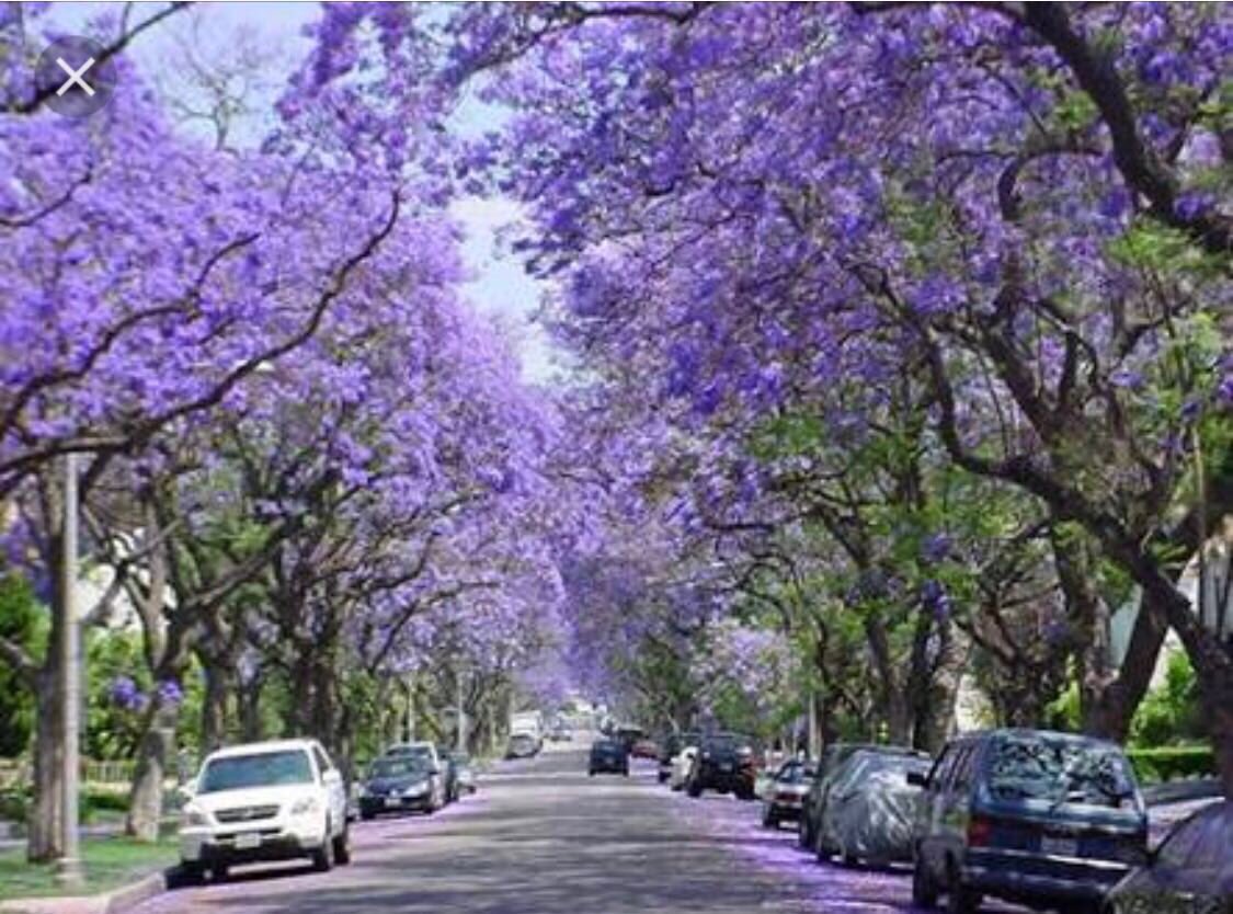 Arturo_Sarukhan's tweet photo. Mexican #SoftPower. The Jacaranda trees in #MexicoCity https://t.co/UZbZGhtxnz