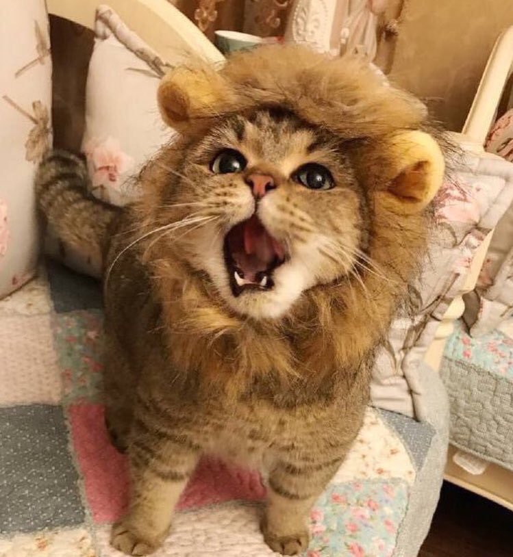maoexe's tweet photo. 🦁😸🦁 https://t.co/rWh0miayKk