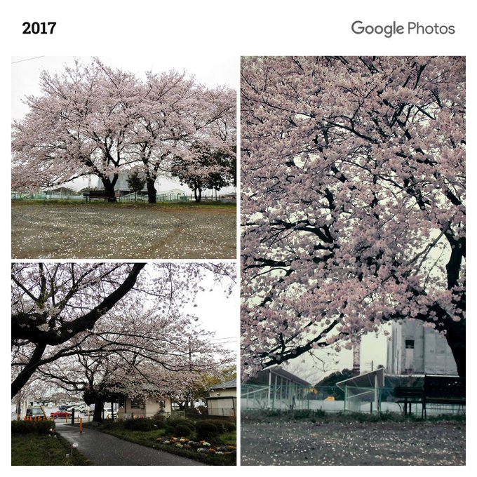 葉桜のtwitterイラスト検索結果 古い順