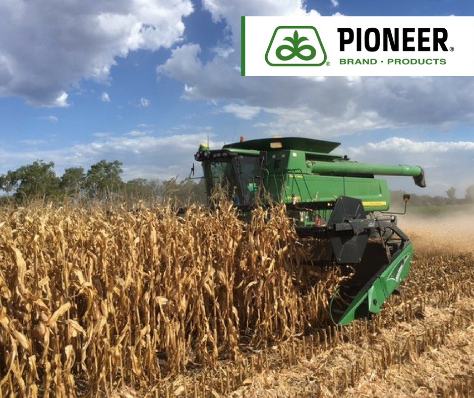 pioneerseedsau's tweet image. The Hayllor family near #Dalby QLD are harvesting their crop of P1756 ready for entry into the #ToowoombaRoyalShow #CropCompetition. Do you have a crackin Pioneer® brand crop to enter into your local show? Let us know how you go!