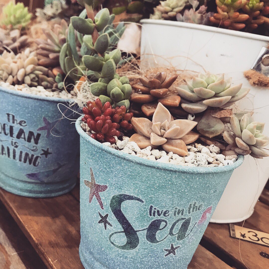 多肉フェスティバル Twitter Search Twitter