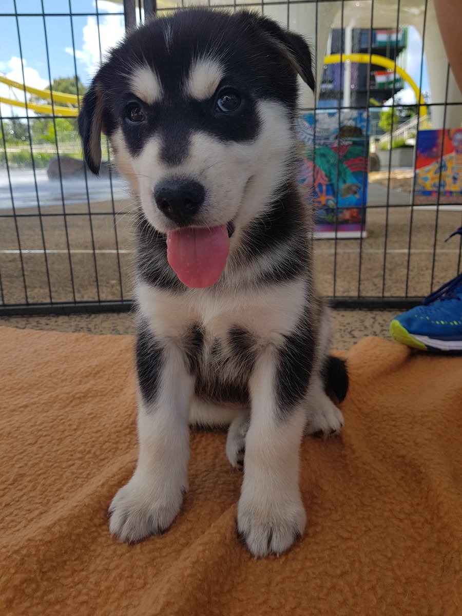 JohnsonThompson's tweet photo. There are about 6 husky puppies available to pet here in the athletes village..if Australia are trying to compete with past champs I think they've just took the lead   #GoldCoast2018 https://t.co/ZYq2RYURRl