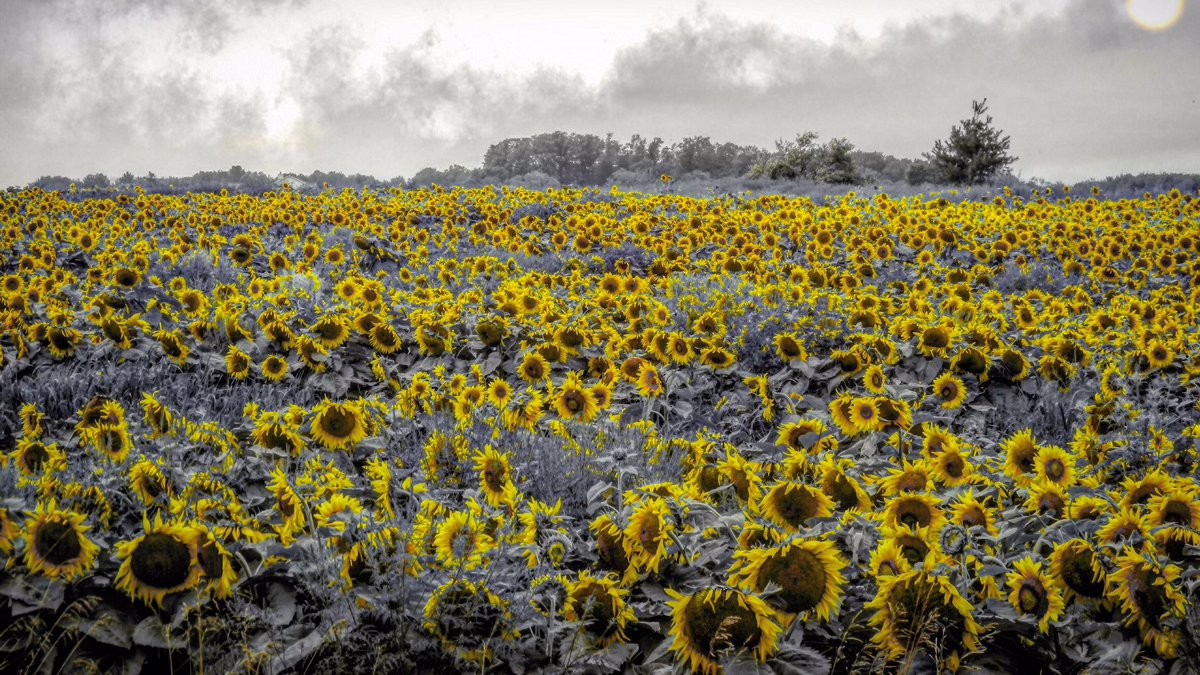 MitchandMarcy's tweet photo. #sunflowerfield #yellowonly 
#puremichigan @PicBallot 
#fieldofsunflowers 
🌻📸#mitchandmarcyphotos
#nature_spotlight #funinmichigan #PhotoOfTheNight 
#nature #NaturePhotography #Sunflowers #TraverseCity #Michigan #michiganoutdoors https://t.co/IzLfOnT5mp