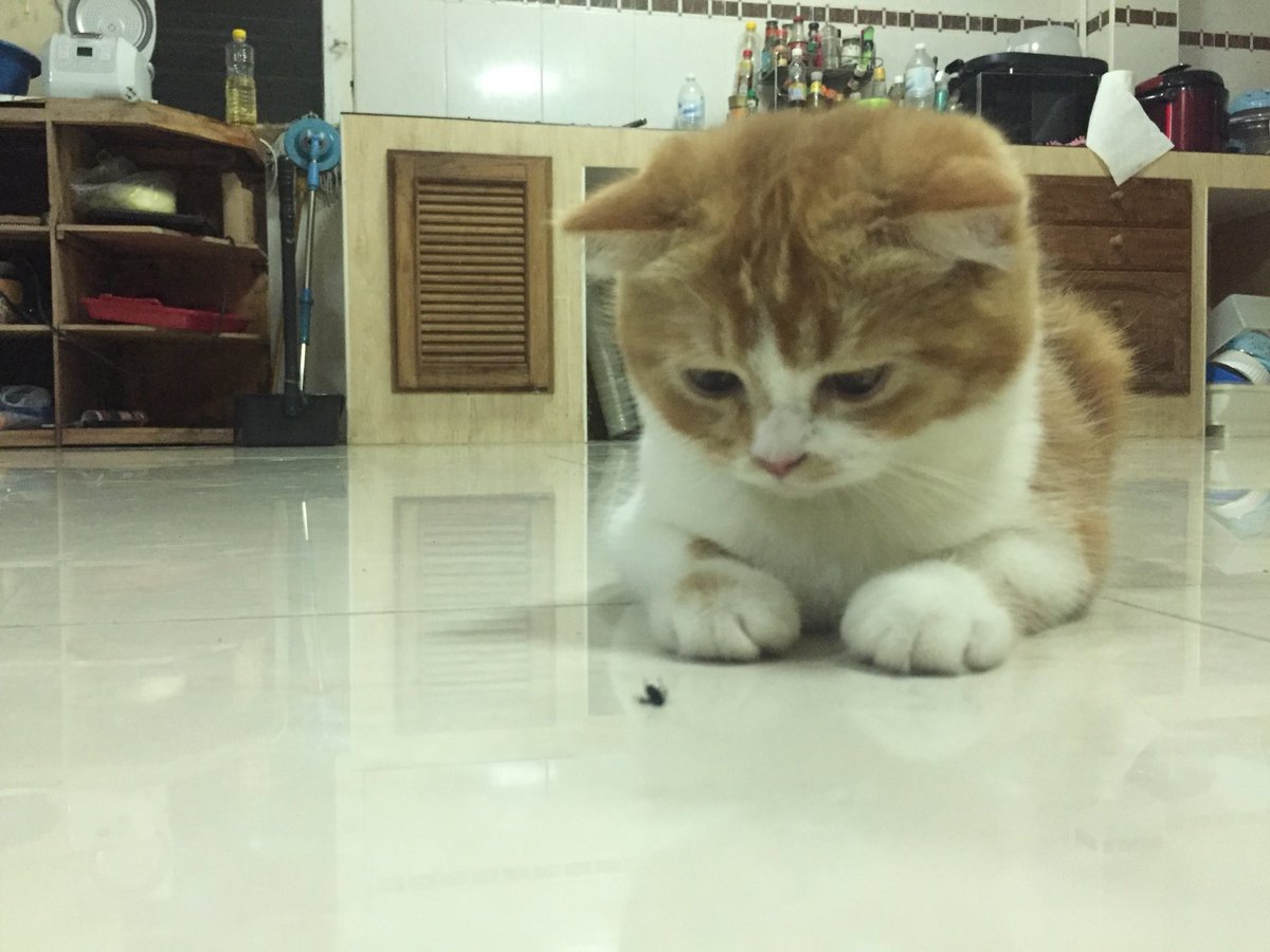 Khunneung137's tweet photo. โตมากินโยเกิร์ตกับนั่งมองแมลง https://t.co/U8eIrWiNQV