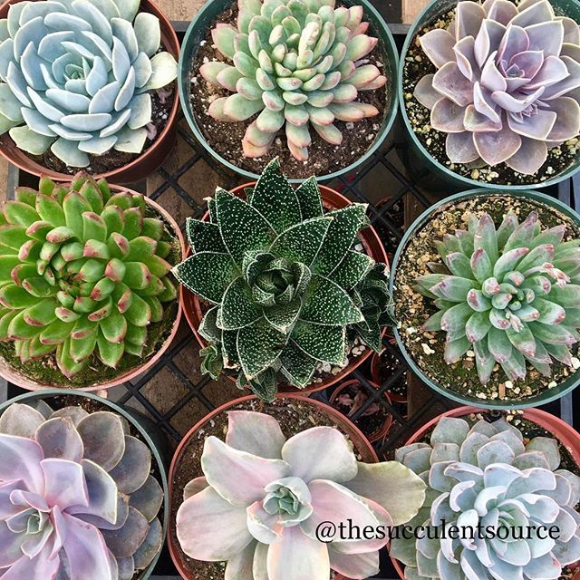 SucculentSource tweet picture