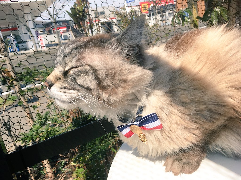 CatcafePrimRose's tweet photo. こんにちは。

本日も11時〜18時まで元気に営業しております♪

ご来店の際には気をつけてお越し下さい@(*^ｪ^)@

日向ぼっこ中のシナモン♡

#猫カフェぷりむろーず https://t.co/KWd9RxRyrk