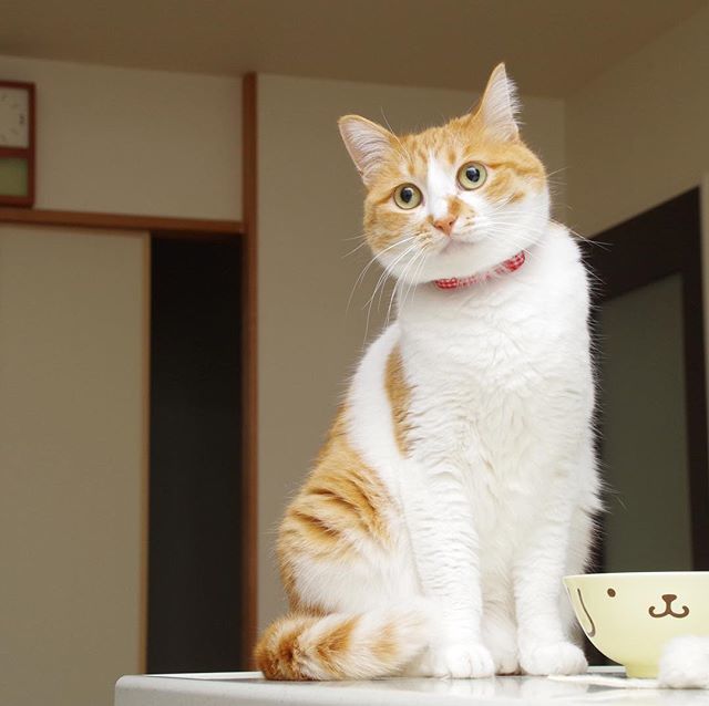 kachimo's tweet photo. 岸田森ちゃん。すぐ思い出してくれて出て来てくれた。相変わらずの甘えっ子。#uchinonekora #kishidashin #岸田姉妹 #neko #cat #catstagram #kachimo #猫 #ねこ #うちの猫ら https://t.co/MWxtw2aQsw https://t.co/2NWPBrFmhC https://t.co/gay3f97IZY