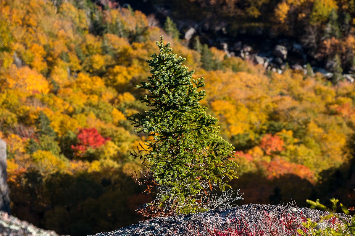KungFu_Grid's tweet photo. Cape Clear
.
https://t.co/UBxC5j90ay
.
#adventure #capebreton #capebretonisland #capebretonphography #ExploreCB #tourismcapebreton #explore #explorecanada #photography #nature #naturephotography #landscapes #landscapephotography #eastcoast #outdoors #canon #canoncanada https://t.co/IcGqRmiola