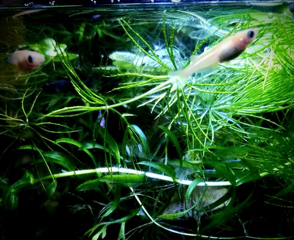 楊貴妃メダカ稚魚 楊貴妃メダカ稚魚
