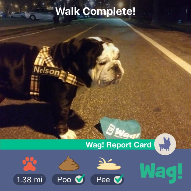 Peppermintoes's tweet photo. Just got my dog walked by Wag! Thanks so much @WagWalking! https://t.co/VKr6Iq3YQv