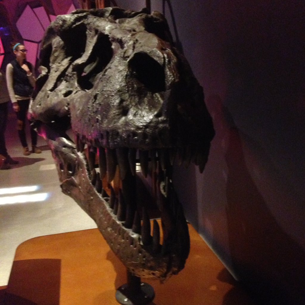 SpencerBronte's tweet photo. Oh, Sue! How beautiful are you?  @NHMU #nature #animals #animal #zoology #biology #scicomm #science #usofscience #nhmu #naturalhistorymuseumofutah #utah #saltlakecity #physics #sue #trex #tyrannosaurus #tyrannosaurusrex #dinosaur #dinosaurs #paleontology #fossils #fossil #geology https://t.co/yJnCeLYV2M