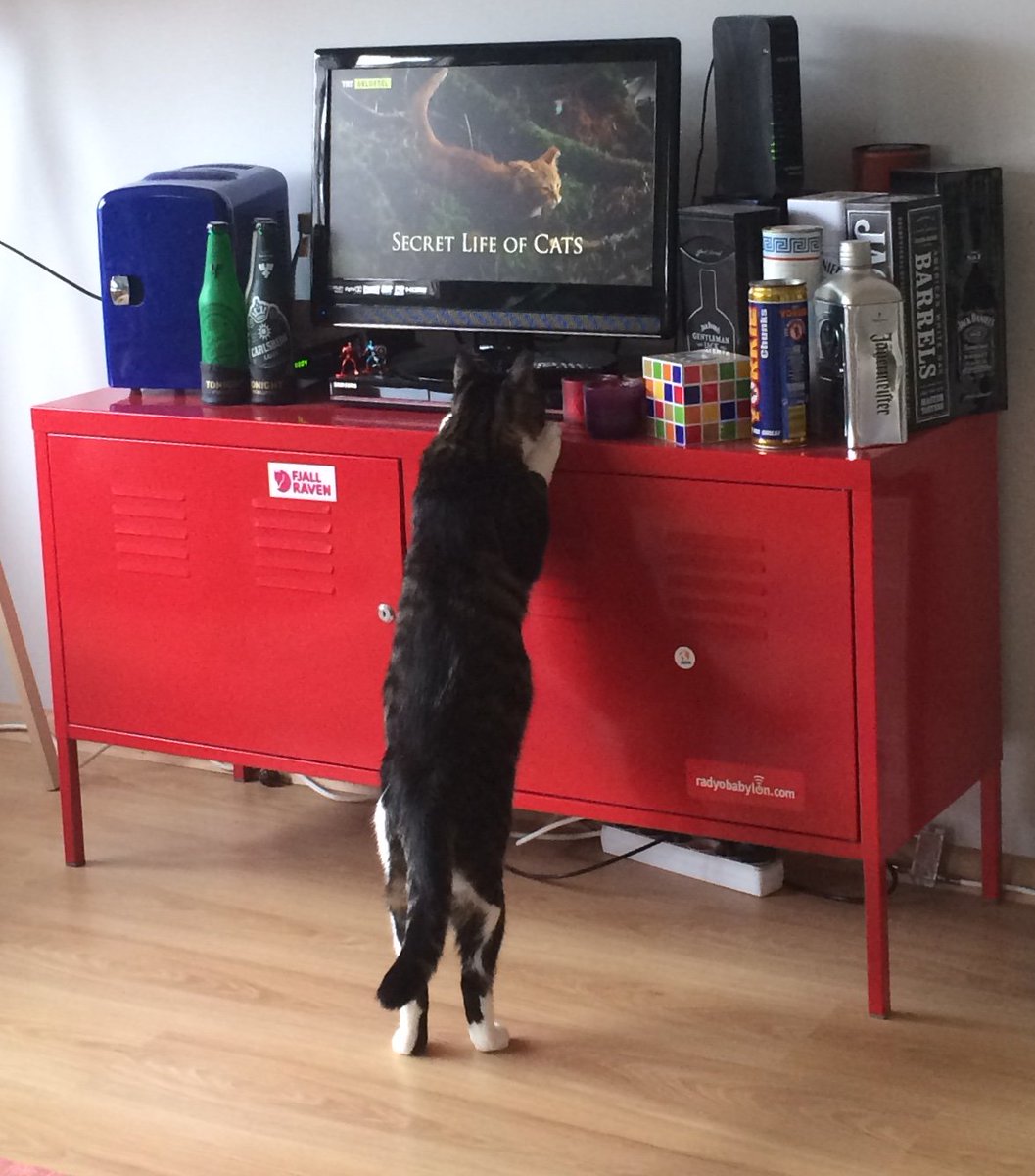 OktayKargul's tweet photo. Sevdiğimiz program başladı. En önden izlemeliyiz:) #bıdık #secretlifeofcats https://t.co/suV26w5Xnb