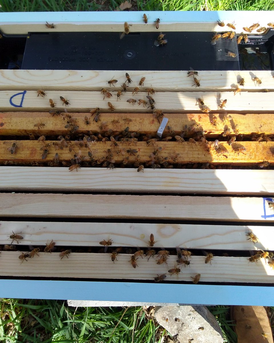 Bee_Swell_Aloha's tweet photo. It's official! Meet the Bee Swell Bee's! #official #beekeeper #life #savethebees #beeswell https://t.co/yJlBzWqGFs