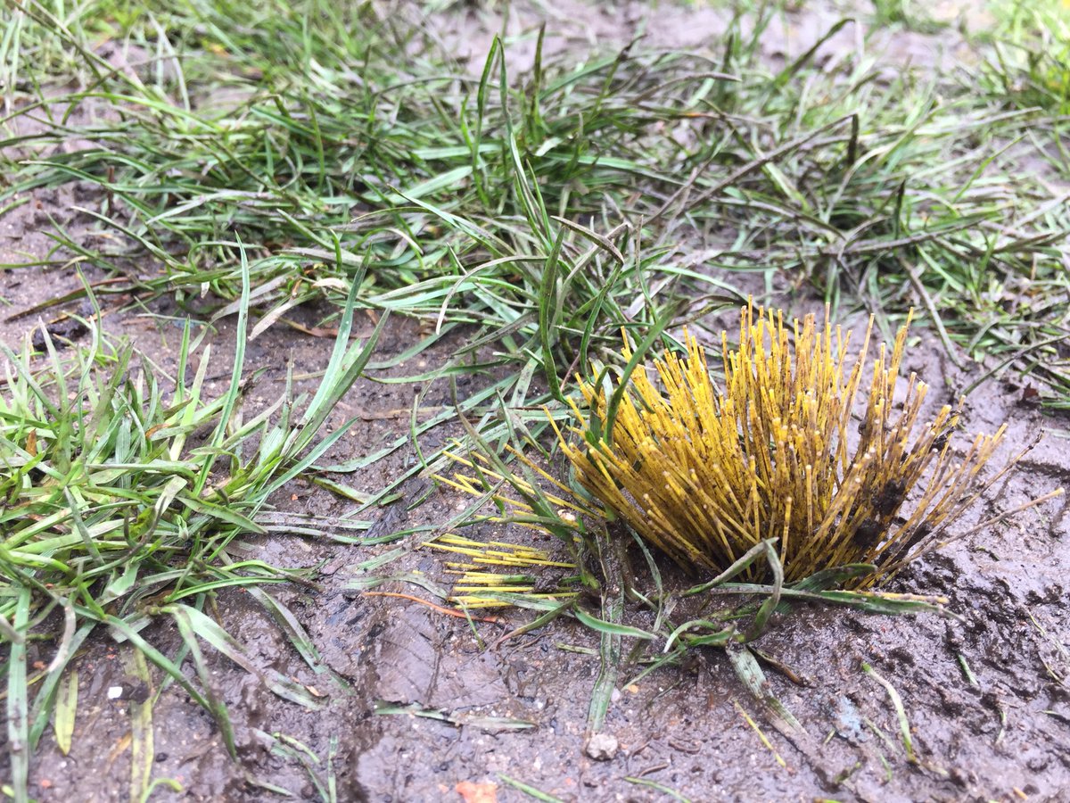 PamCreedGD's tweet photo. Rare grass found on Cardiff show ground. Araitchessiana everro ‘Scopa Terens’ https://t.co/BfKQlqsl7J