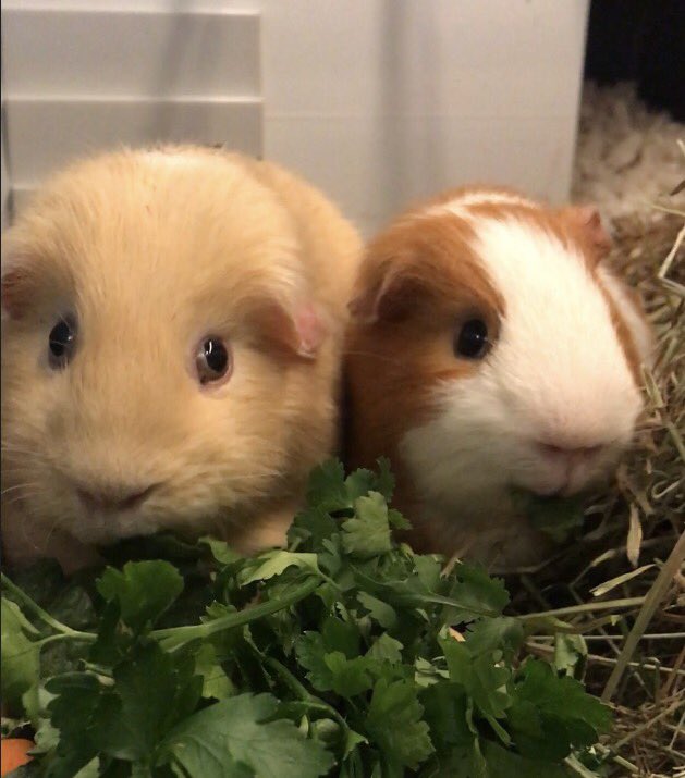PellettsUK's tweet photo. Sandy &amp; Samuel are going home today ❤️ 

#Guineapigs https://t.co/P5MqEcnaMB