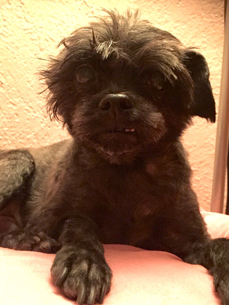 AshleySteel's tweet photo. Iggy got a new FurDo. Really just a spring shave! This dog is just such a goofball! #affenpinscher #summershave #dogsoftwitter #furdo #dogs https://t.co/6Lo5SbgkH6