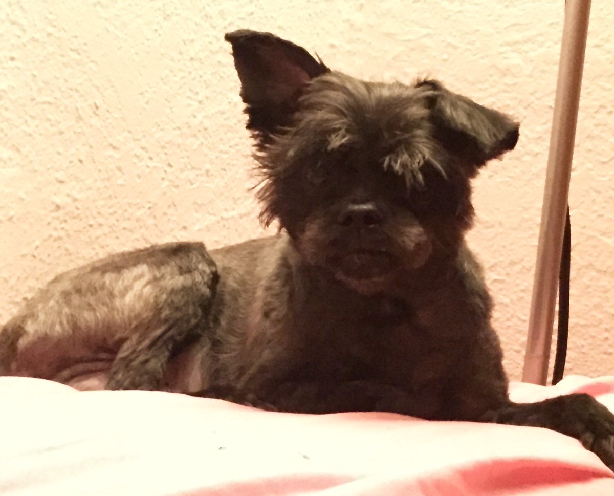 AshleySteel's tweet photo. Iggy got a new FurDo. Really just a spring shave! This dog is just such a goofball! #affenpinscher #summershave #dogsoftwitter #furdo #dogs https://t.co/6Lo5SbgkH6