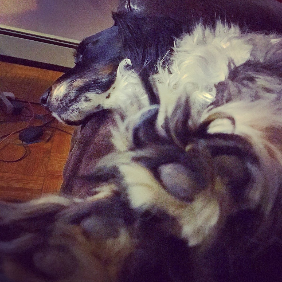 mmspets's tweet photo. It’s so good to be home! Missed this boy and he missed me 😍 #mmspets #booniel #rescuedog #puppyboy #fuzzoftheday #stinkyfeet https://t.co/mkwFZK5d8y