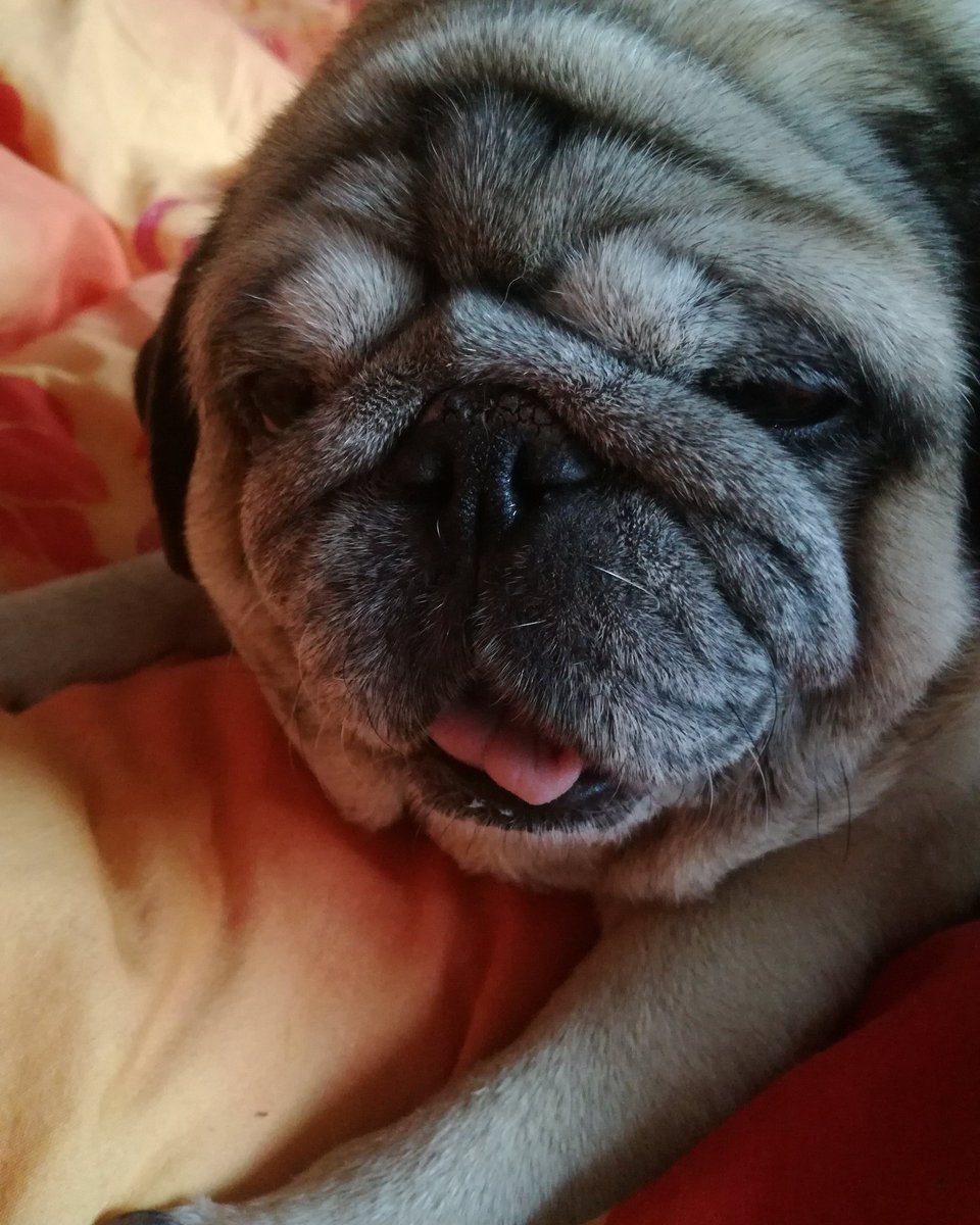 Ritas_Realms's tweet photo. Weekend mood! #weekend #mood #pug #puglife #mypug #fluffy #mylove #sunday  #DonPedro #mopsz #mylife #maninblack #dogslife #doglover #mentabuddy @mentavagyok #happy #balance #relax #beige #hungarianpug #gamerdog #hungariandog #blackandwhite #forever https://t.co/ZDIfYS3IJz