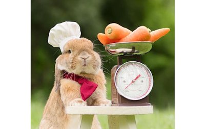ThePetsDialogue's tweet photo. Rabbit Treats for Beginners, from frozen to non-bake, now everyone can pamper their rabbits! Read more: https://t.co/Kwbjltj7sL 

#rabbit #rabbits #Bunnytalk #bunnyblaze #PeterRabbitMovie #PetoftheWeek #petsofinstagram #PetsAreFamily #petsitter #RecipeNM #recipeblog #sgrabbits https://t.co/CVP85n3gFT