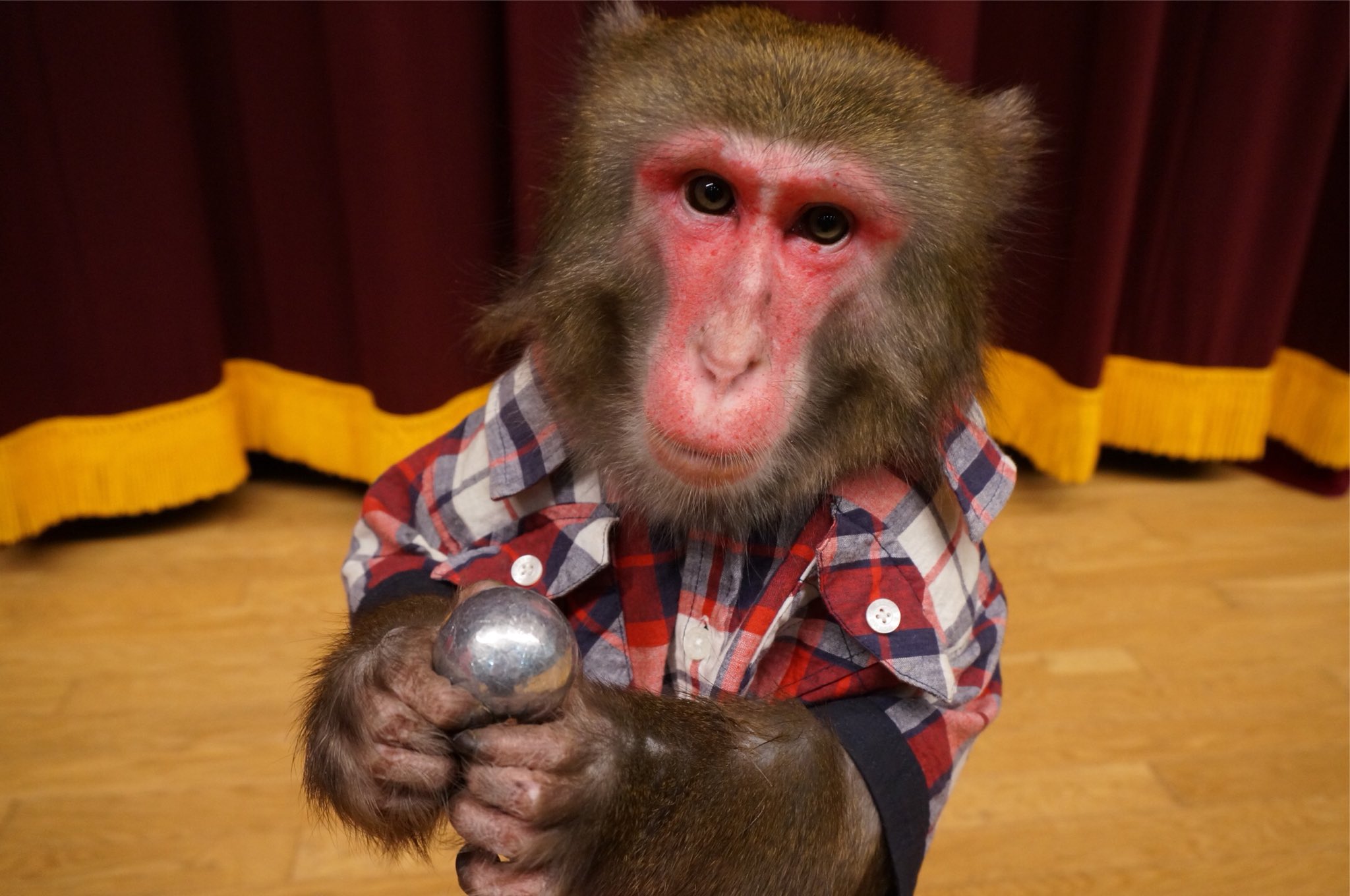 文化祭で使った女子の手垢がたくさんついたアルミホイル玉です！ アルミホイル玉 - البحث / X