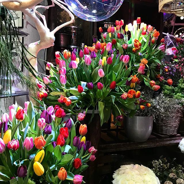 DoigtsFleuris's tweet photo. C’est le festival de #tulipes aux jardins. La couleur fait du bien au moral. 
#chat #jardinier #jardinage #terre #potager #garden #gardening #blogeusejardin #bloggergarden #écologie #bio #recyclage #permaculture #électroculture #fleur #cultiver #culture … https://t.co/PdALMLzMYz https://t.co/x5lK35vyK7