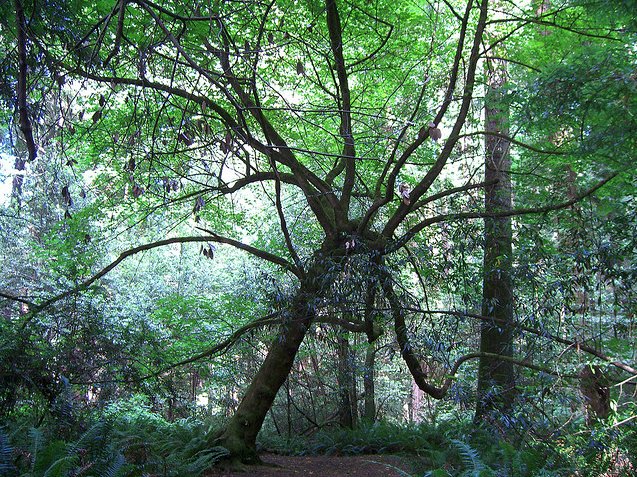 Word of the day: "dendrite" - branched, arborescent extension of a neuron; so named for its tree-like structure. From the Greek δενδρίτης, meaning of or pertaining to a tree.
(LH image by Uwe Konietzko of a "brain forest", with dendrites in green;
RH image by aethauia, Flickr)
