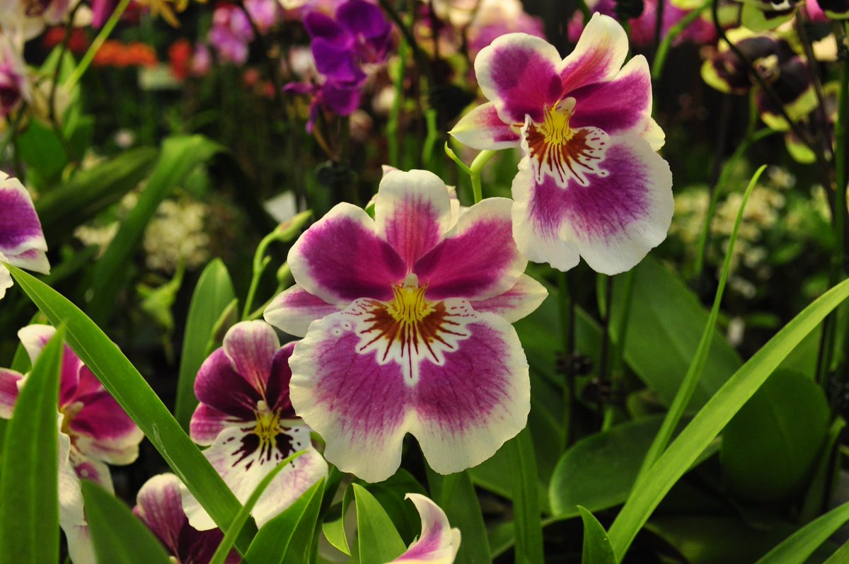 angelic nguyen on twitter: "miltonia at the san francisco flower