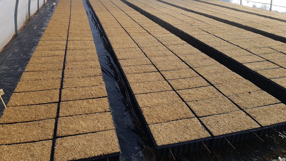 Semilleros de pistacias en febrero 2018