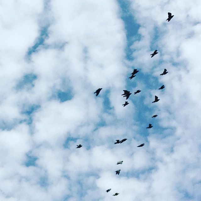 Tedalien's tweet image. #flyfreedom #freedomsunday ift.tt/2JuCarZ