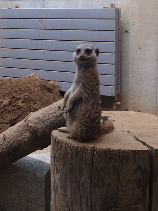 動物園デビューのtwitterイラスト検索結果 古い順