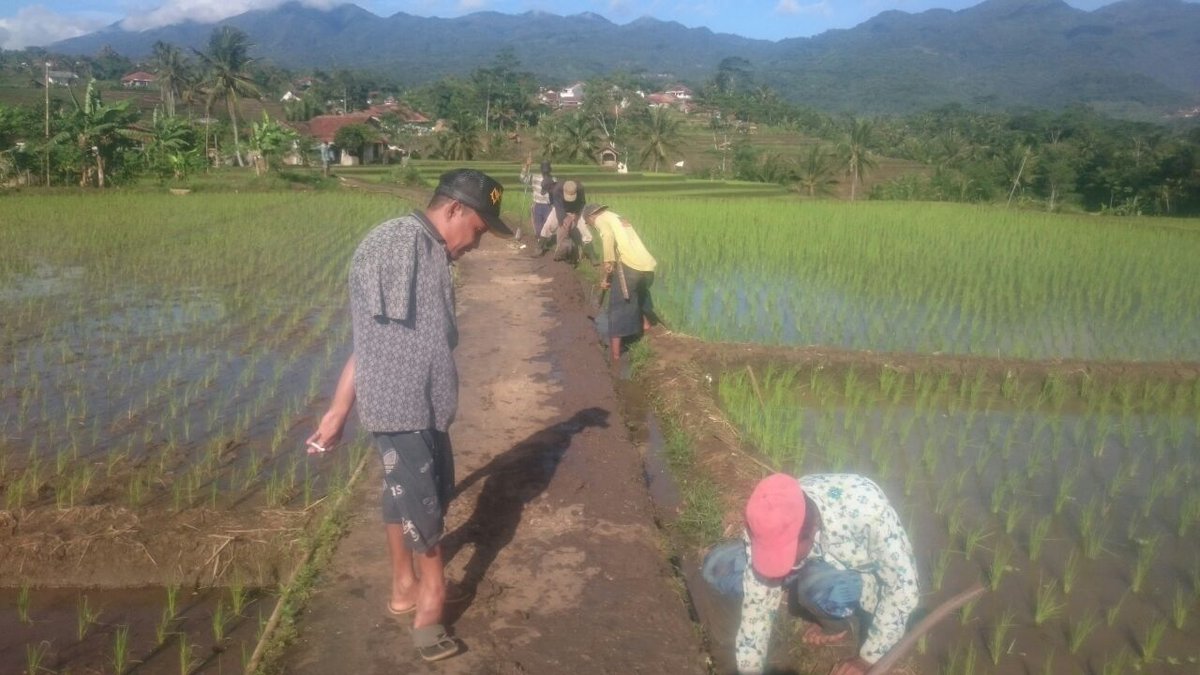 Fahru_pld's tweet photo. #PadatKaryaTunai2018 , Dengan PKT masyarakat miskin sangat terbantu mereka mendapatkan penghasilan yang sangat berarti,  Terimakasih Pak @jokowi 
@EkoSandjojo @anwsanusi @fachrilabalado @tppindonesia @manika_arbit @taufikmadjid71 @anwsanusi https://t.co/nEphD1Oiqh