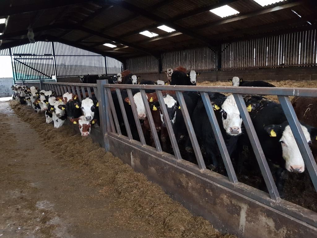 BainbridgeFarms's tweet photo. #blackbaldie #calving2017 looking forward to this year's crop of calves #calving2018 https://t.co/9MzF0AjwlV