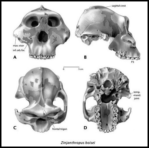 Qafzeh's tweet image. Zinj and the mastication #NutcrackerMan nutcrackerman.com/2017/01/19/zin… via @robertosaezm