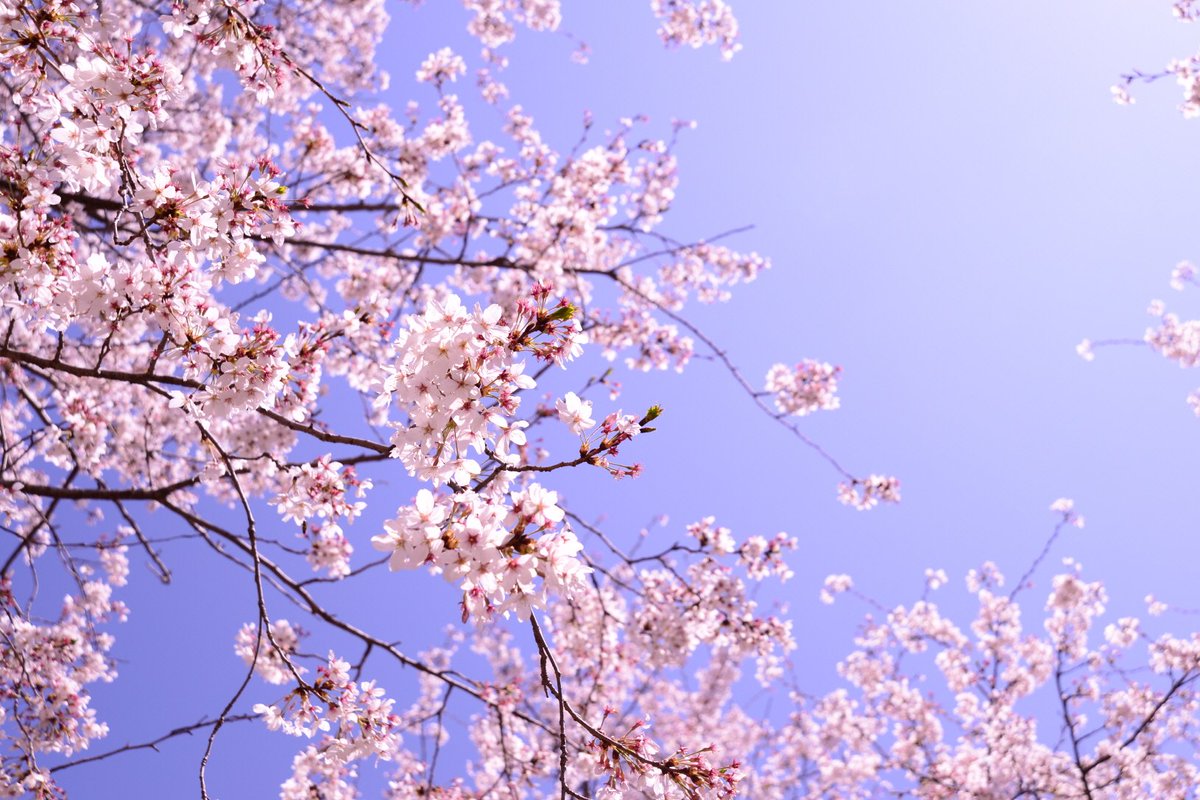 통일과 화합의 무대, 예술단 평양 공연 리스트4 ♪♬
 blog.naver.com/estaracademy/2…
#통일 #봄이온다 #화합 #봄봄봄